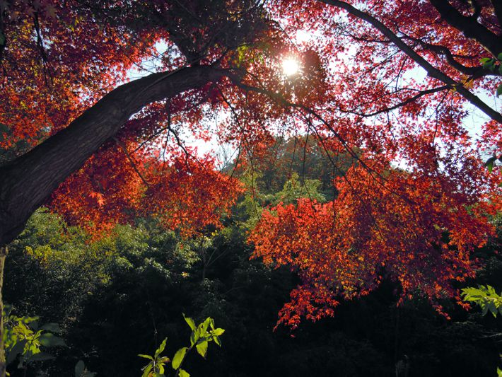 四王寺の森写真