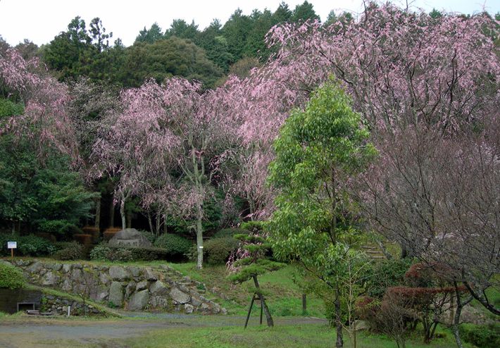 桜の園 写真